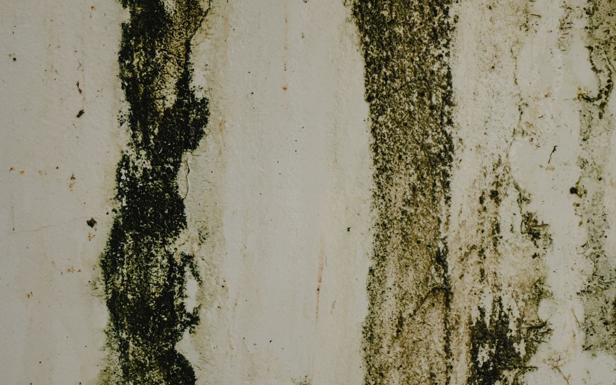 Mold growth streaking down an interior wall